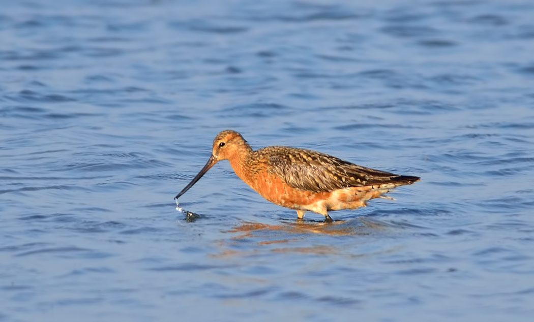 Bar-tailed Godwit