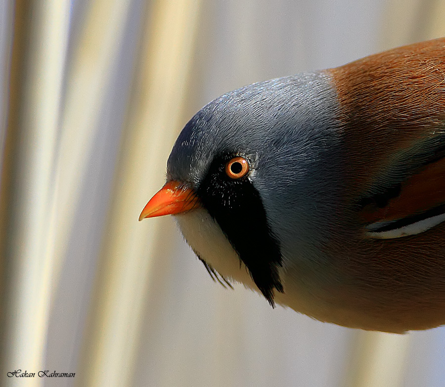Bearded Reedling