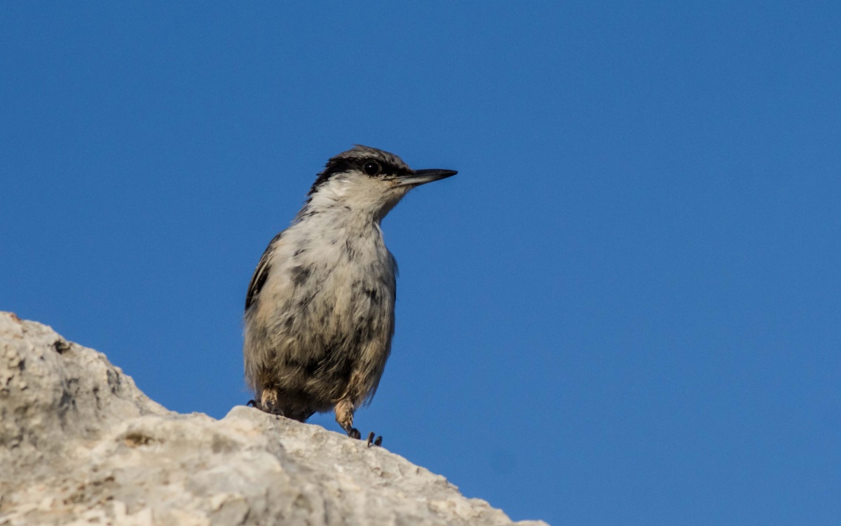 Western Rock Nuthatch