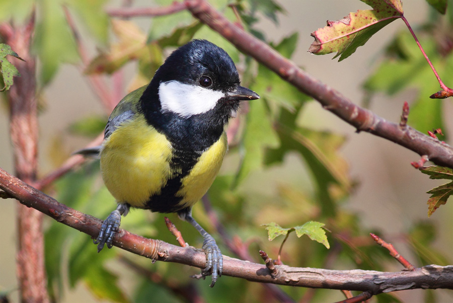 Great Tit