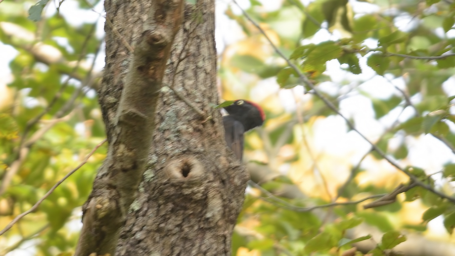 Black Woodpecker