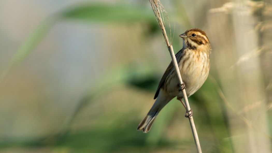 Common Reed Bunting
