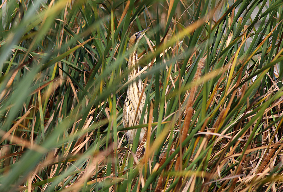 Eurasian Bittern