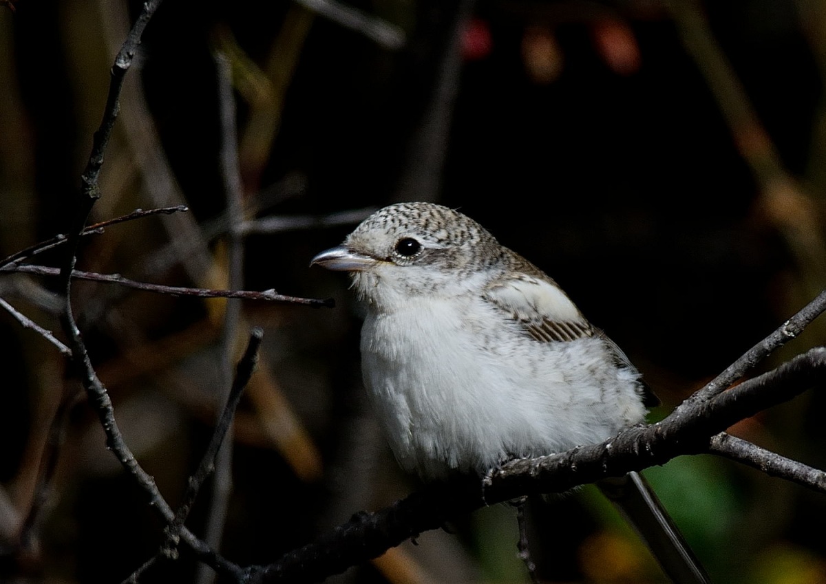 Masked Shrike