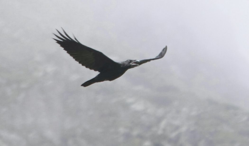 Northern Raven