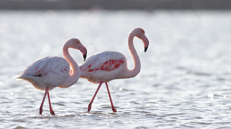 Greater Flamingo