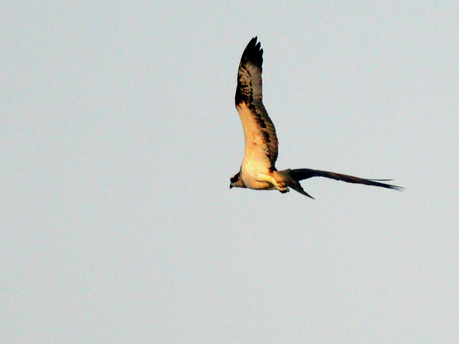 Osprey