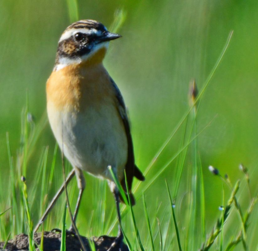Whinchat