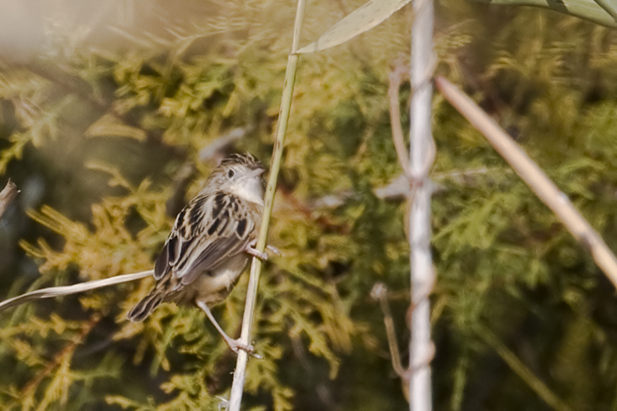 Zitting Cisticola