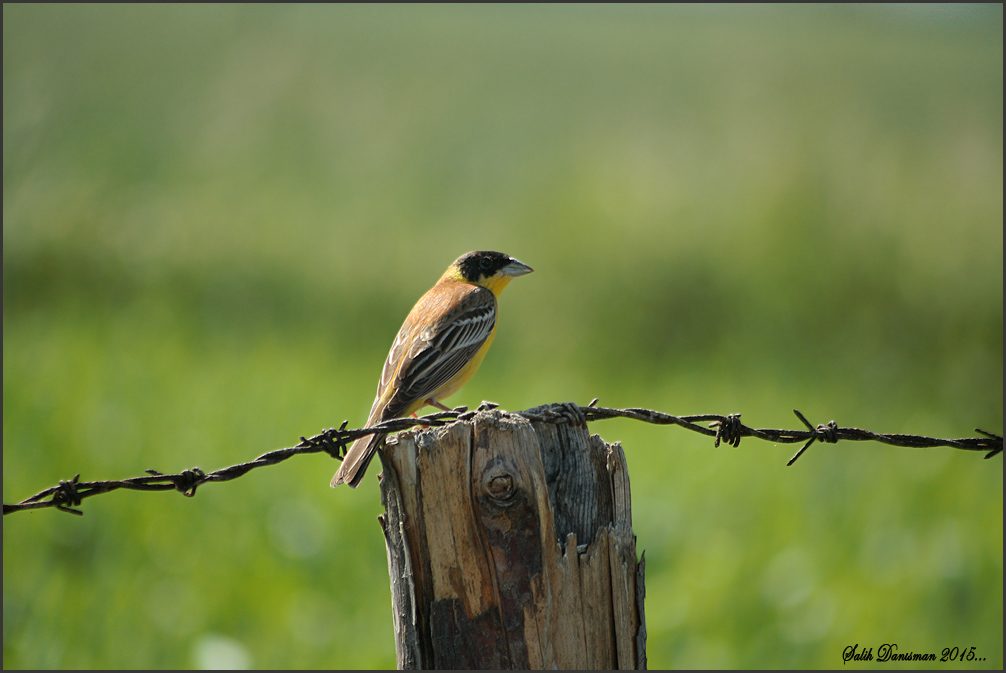 Black-headed Bunting