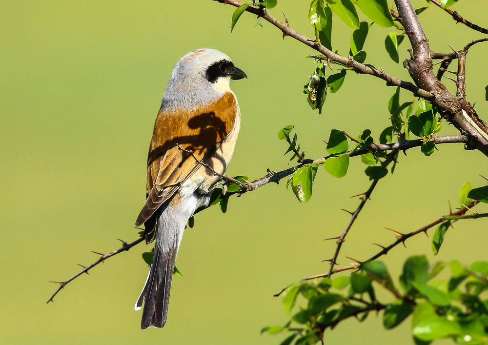 Red-backed Shrike
