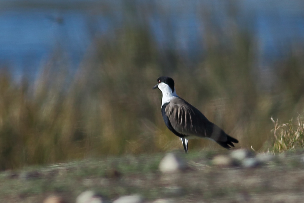Spur-winged Lapwing