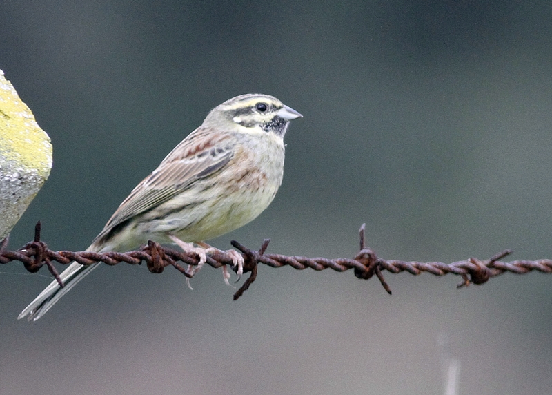 Cirl Bunting