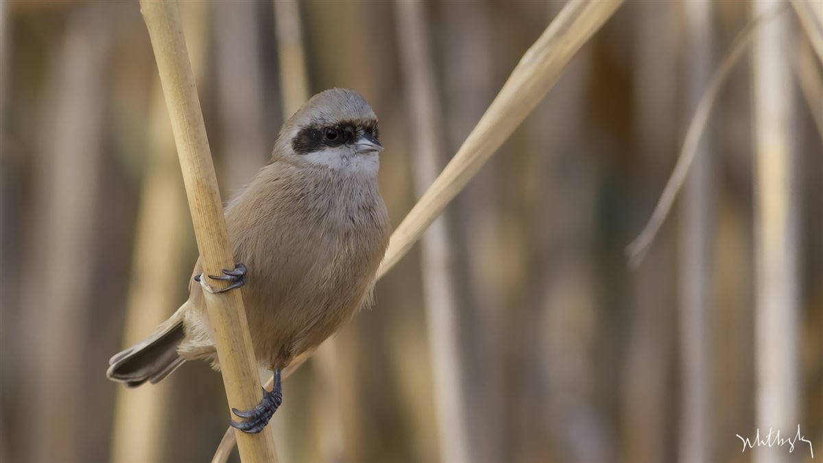 Eurasian Penduline Tit
