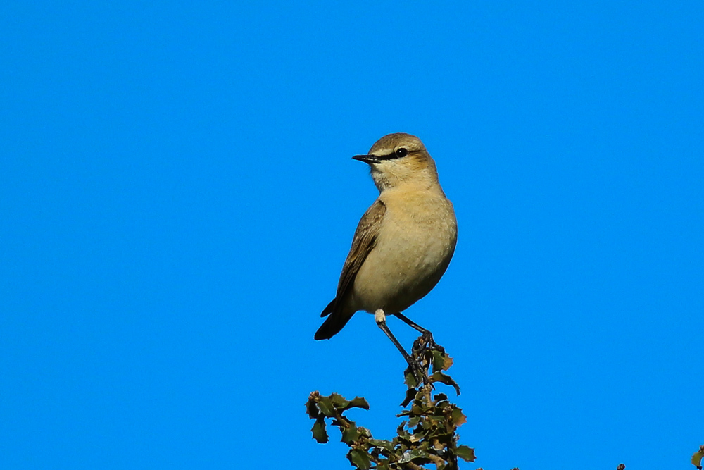Isabelline Wheatear