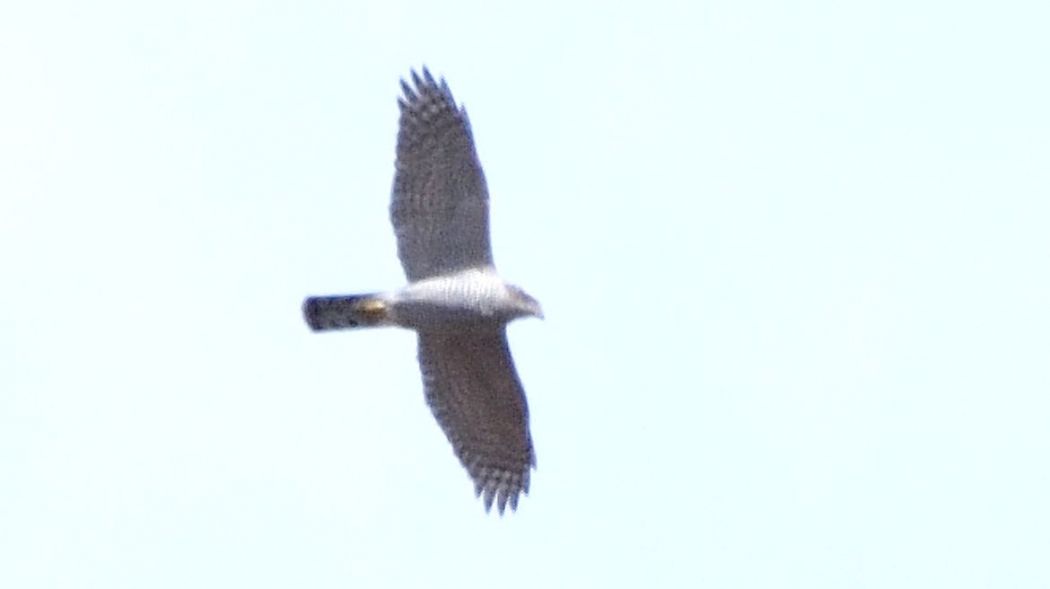 Eurasian Goshawk