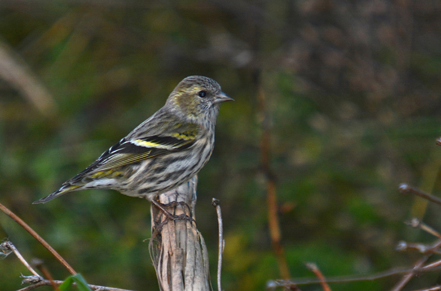 Eurasian Siskin
