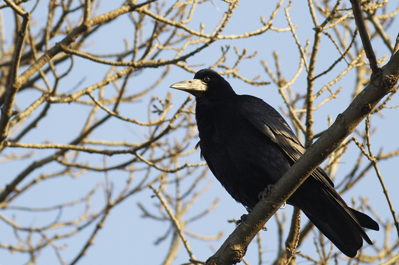 Rook