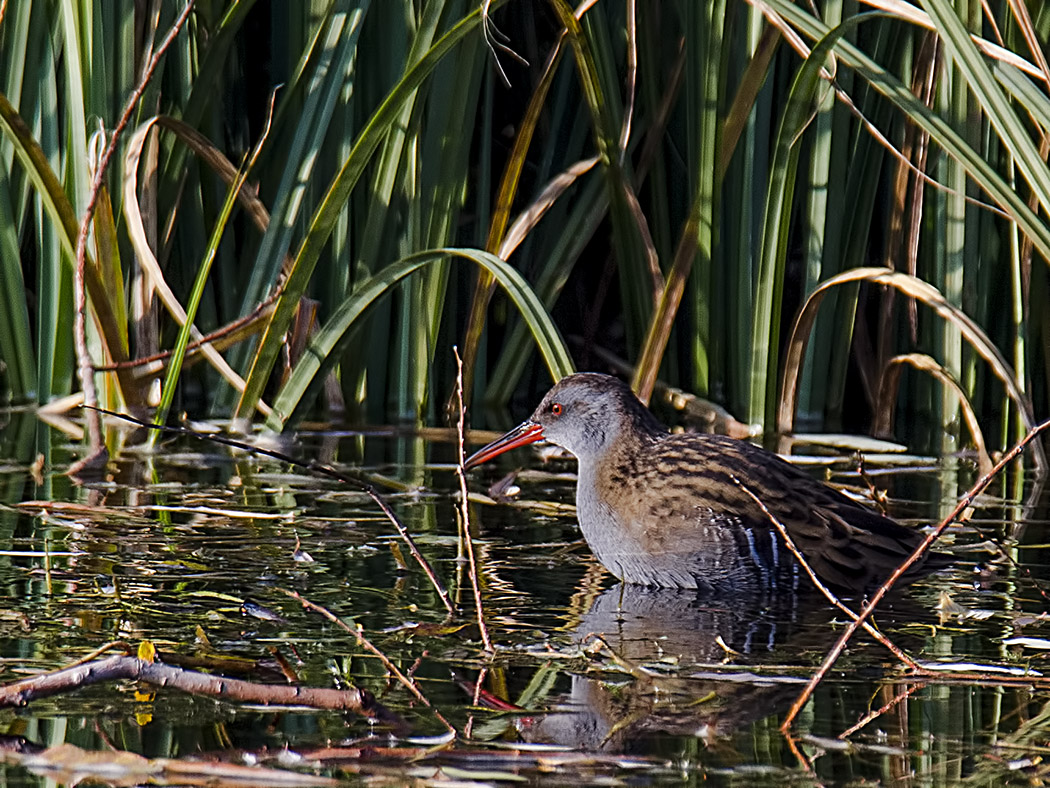 Water Rail