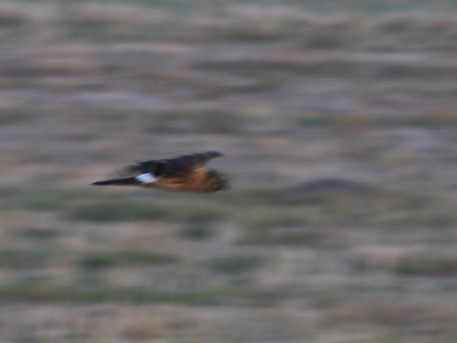 Hen Harrier