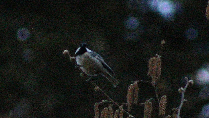 Coal Tit