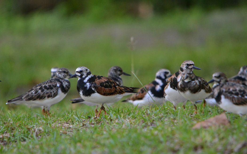 Ruddy Turnstone