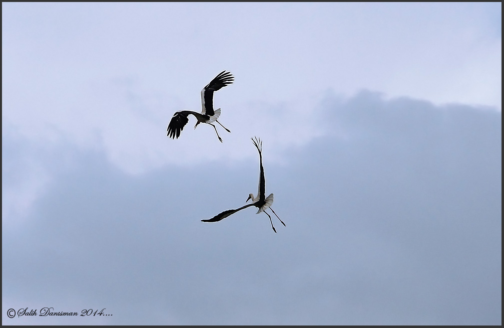 White Stork