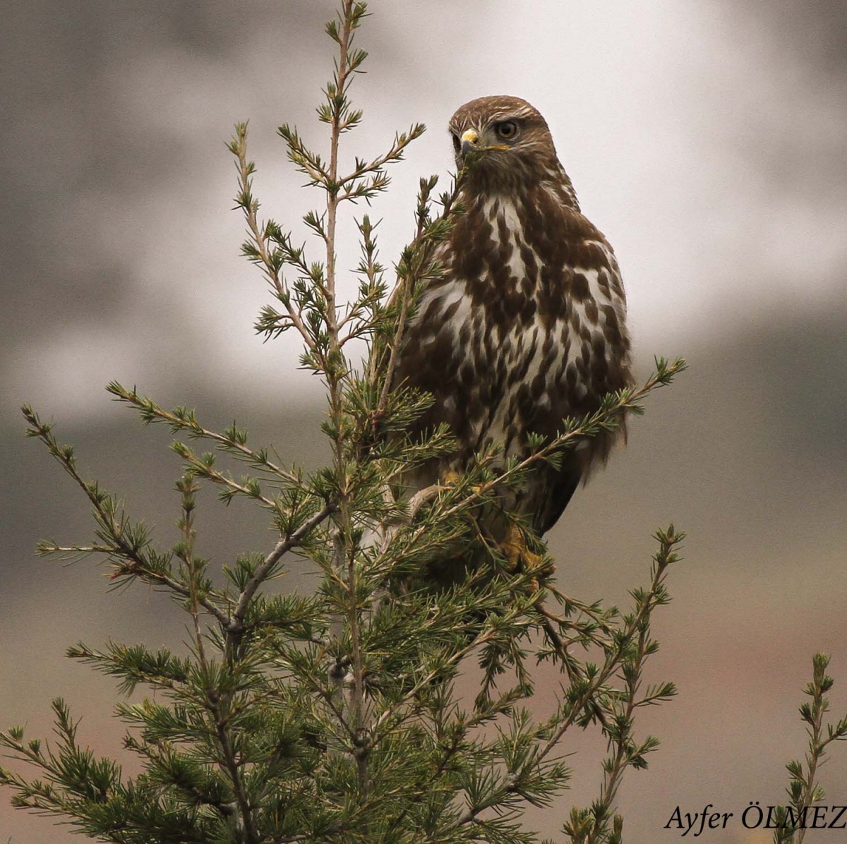 Common Buzzard