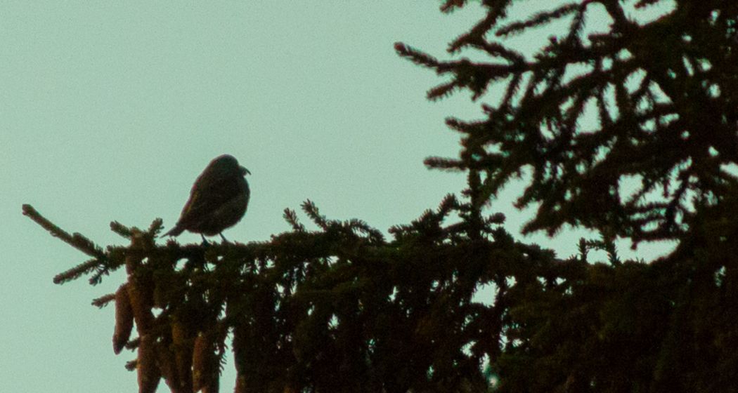 Red Crossbill