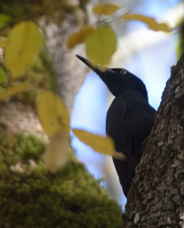 Black Woodpecker