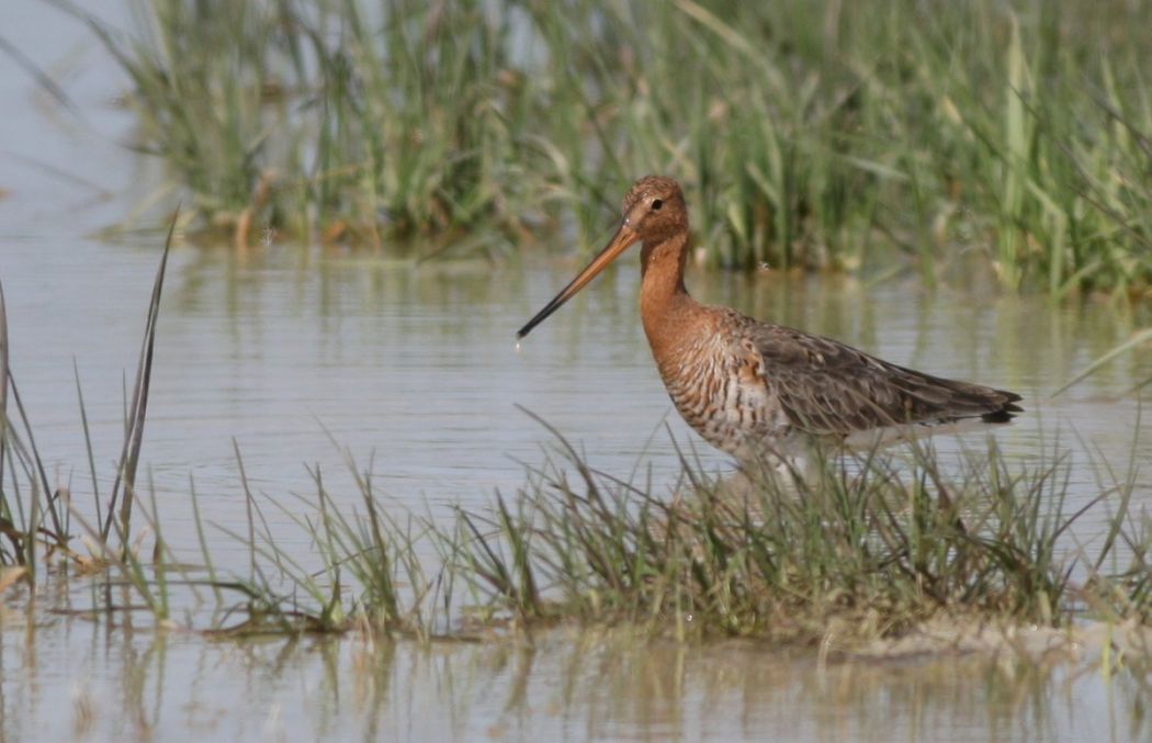 Black-tailed Godwit
