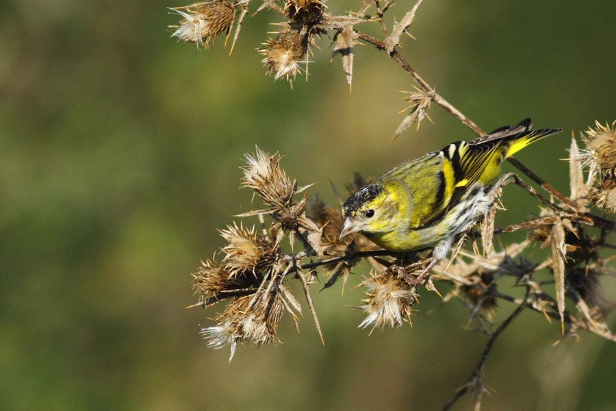 Eurasian Siskin