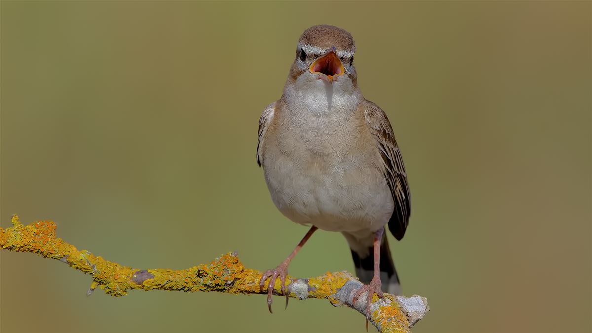 Rufous-tailed Scrub Robin