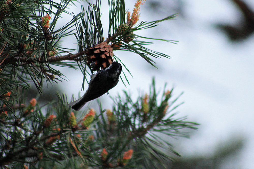 Coal Tit