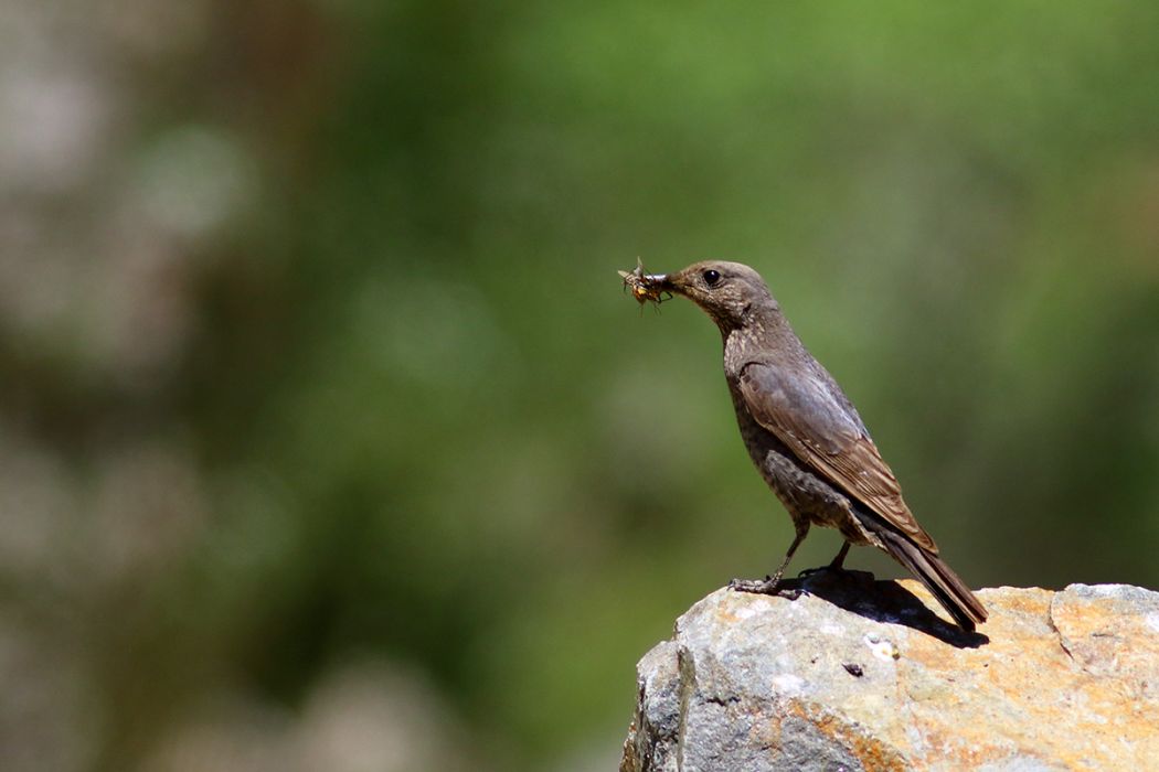 Blue Rock Thrush