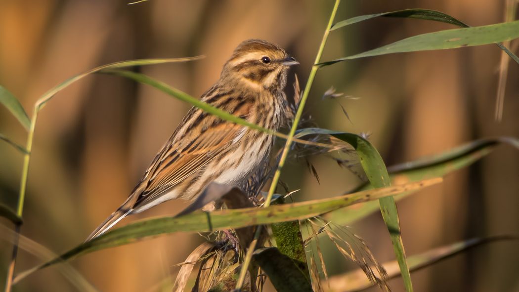 Common Reed Bunting