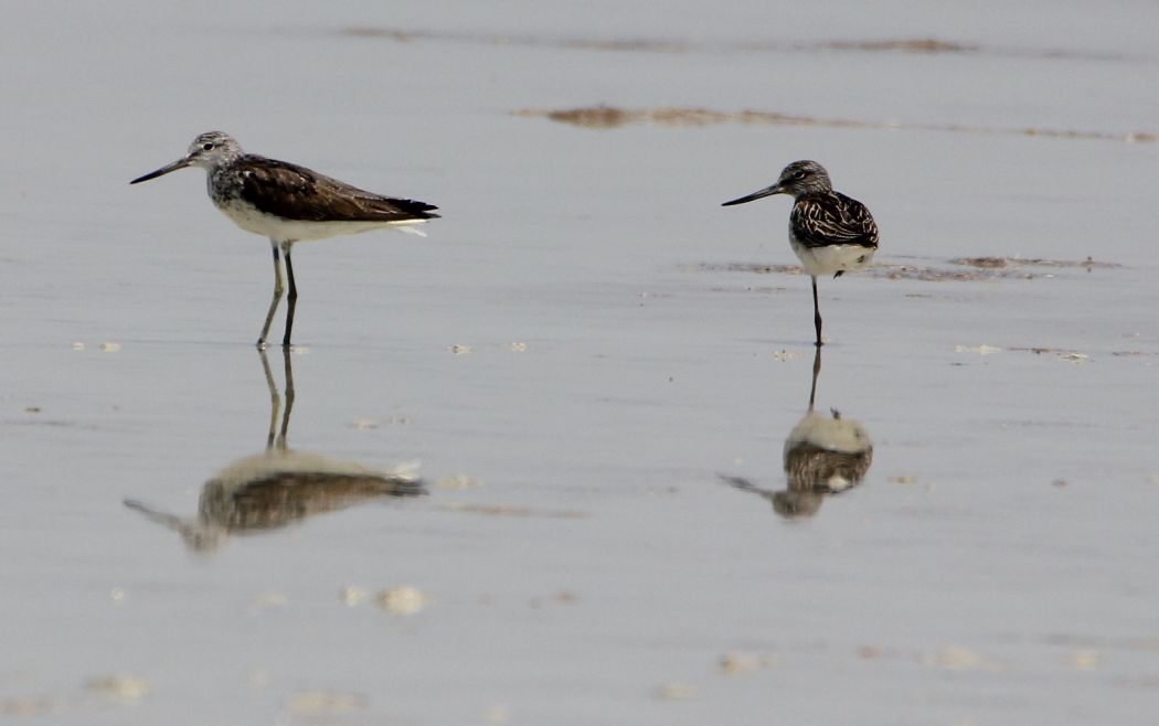 Common Greenshank
