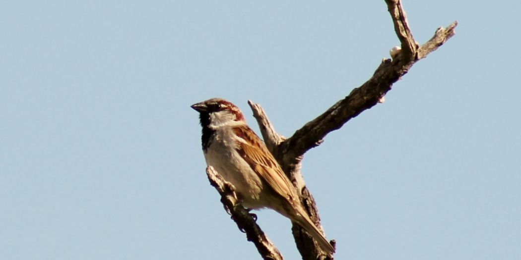 House Sparrow