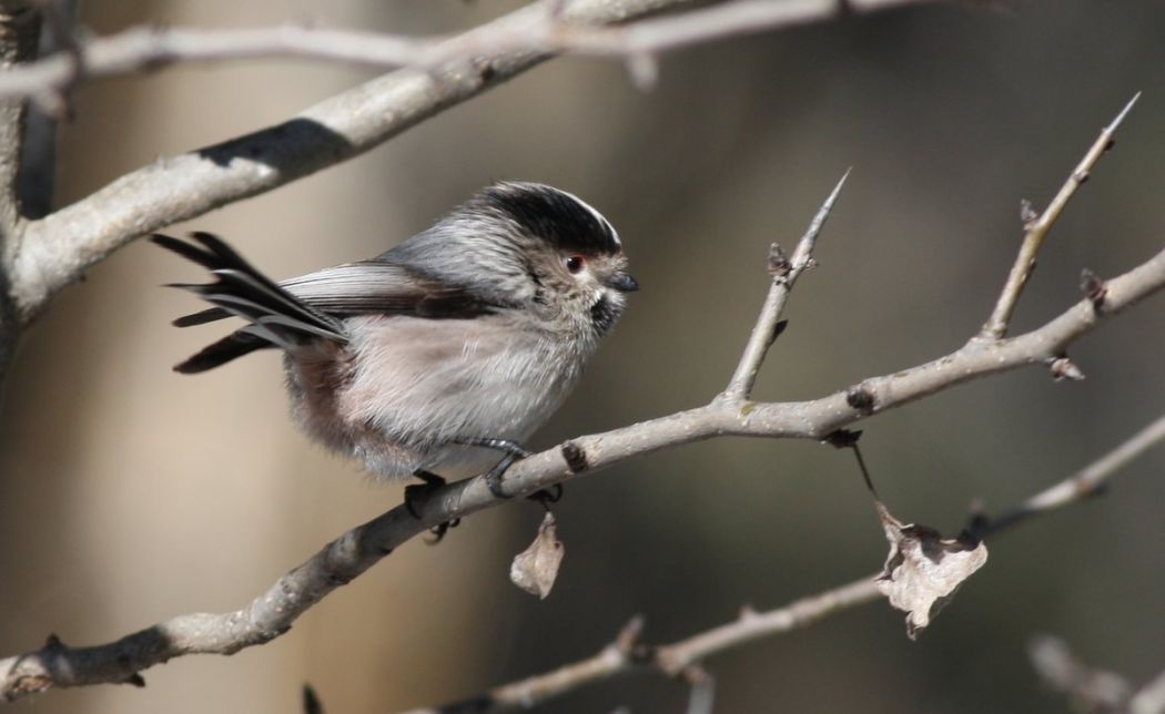 Long-tailed Tit
