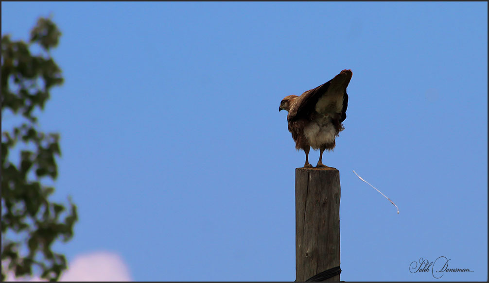 Common Buzzard