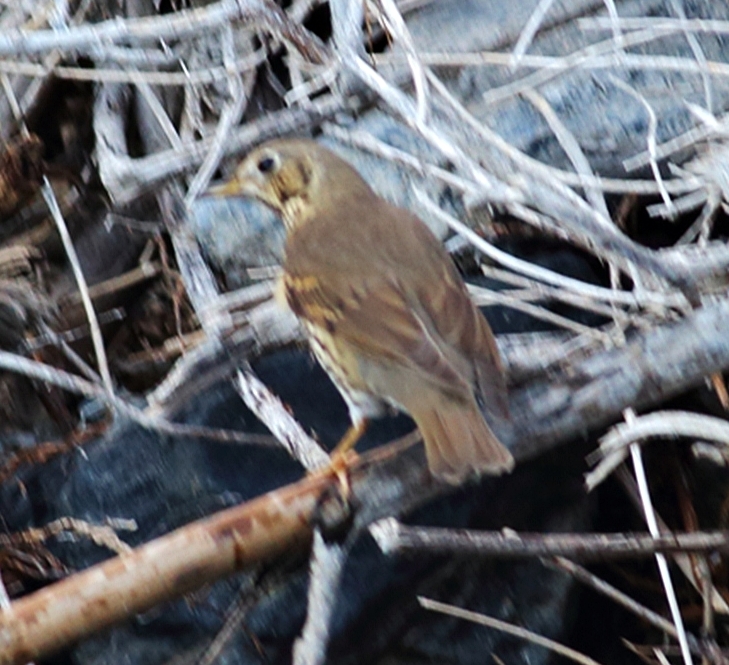 Song Thrush