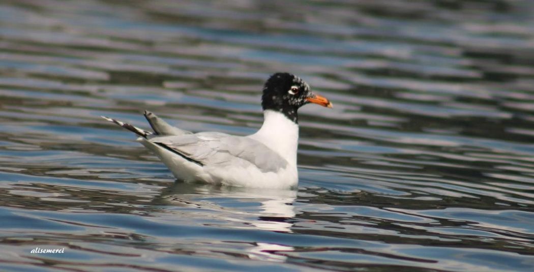Mediterranean Gull