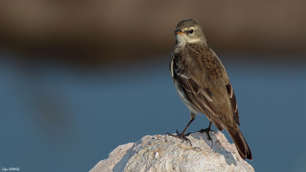 Water Pipit