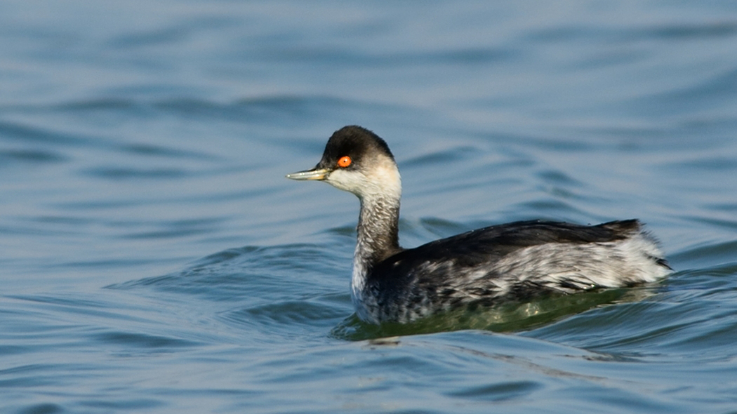Black-necked Grebe
