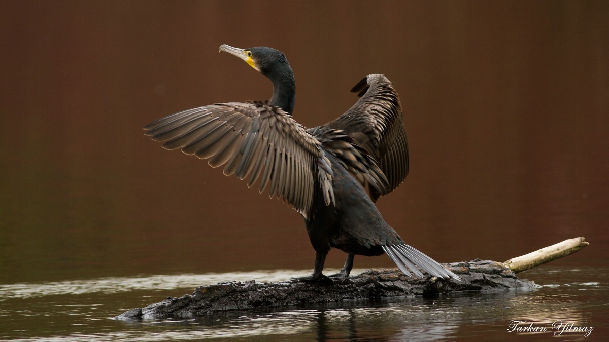 Great Cormorant