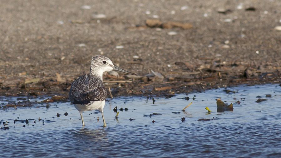 Common Greenshank