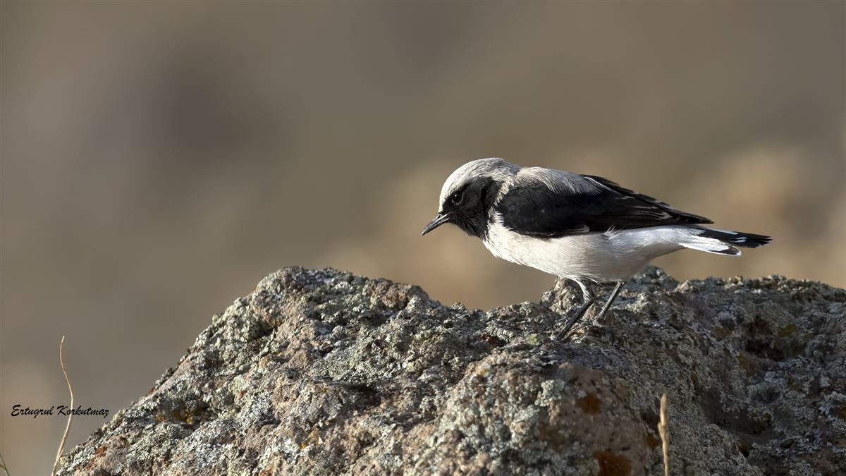 Finsch`s Wheatear