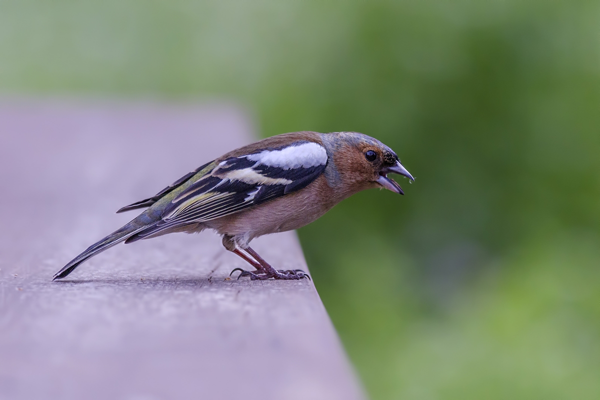Eurasian Chaffinch
