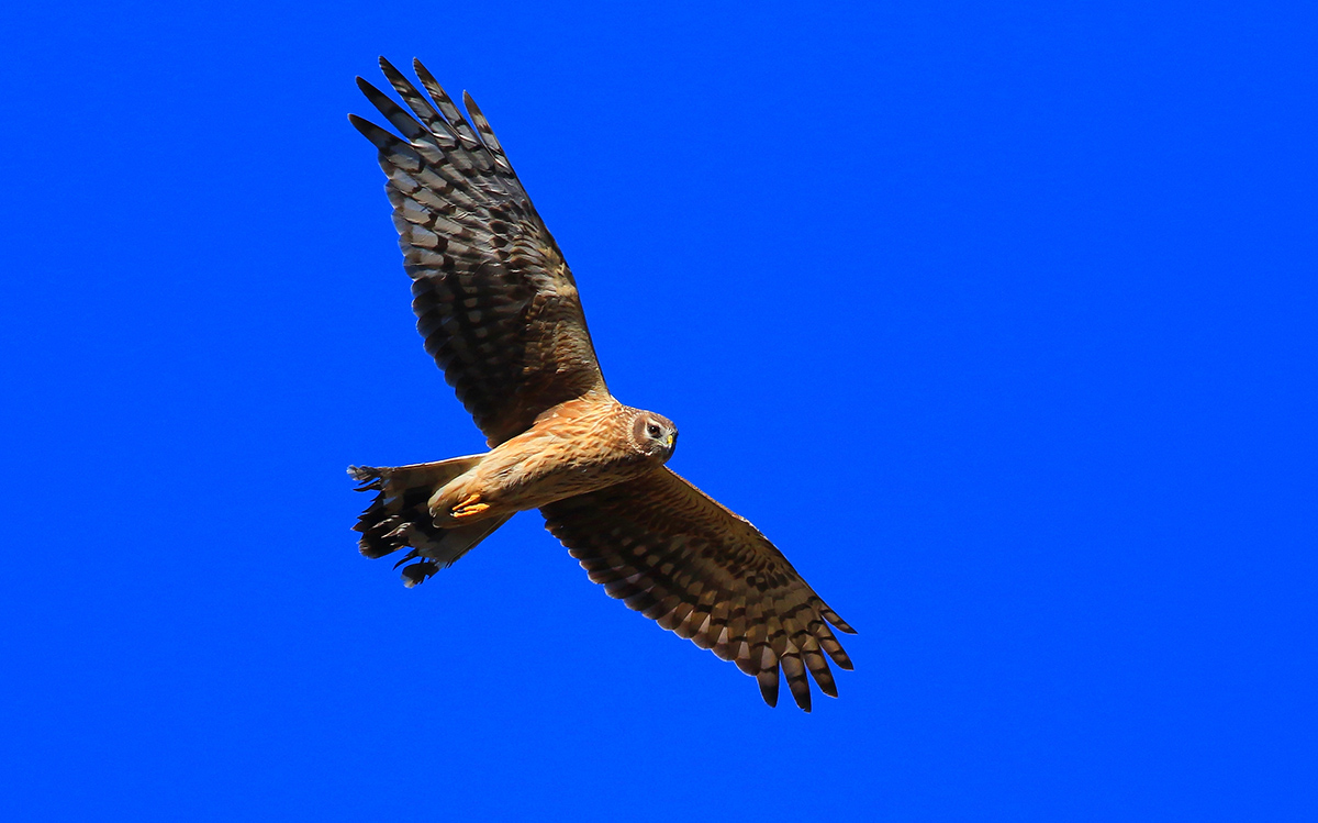 Hen Harrier