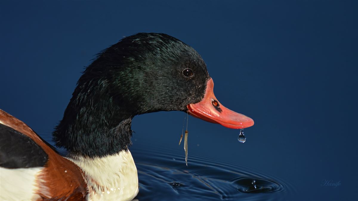 Common Shelduck